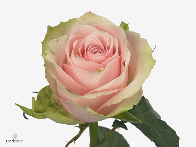 Pink Roses